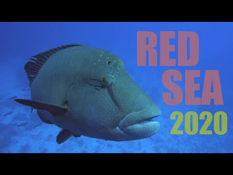 Diving in the Red Sea - Brothers', Daedalus, Elphinstone (Sept. 2020)
