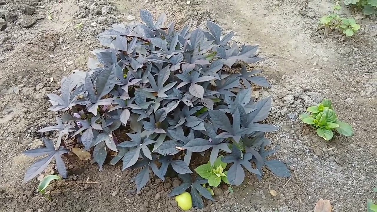 АССАЛОМУ АЛАЙКУМ. 