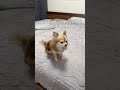 夏布団これで決まり✨