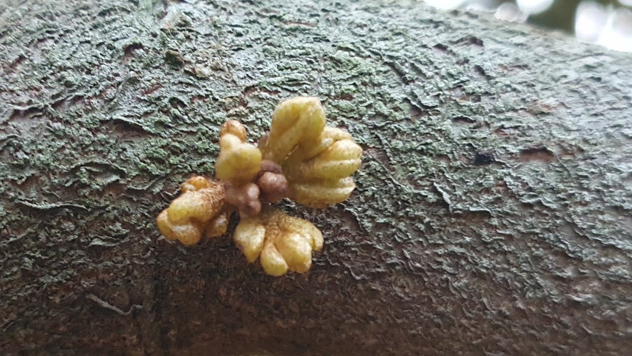 nhấp nước rước mắt cua cho sầu riêng.