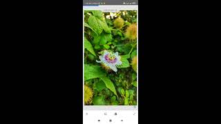 flowers photo edting thickness colours adjust phto in snap seed app 👉📱 screenshot 3