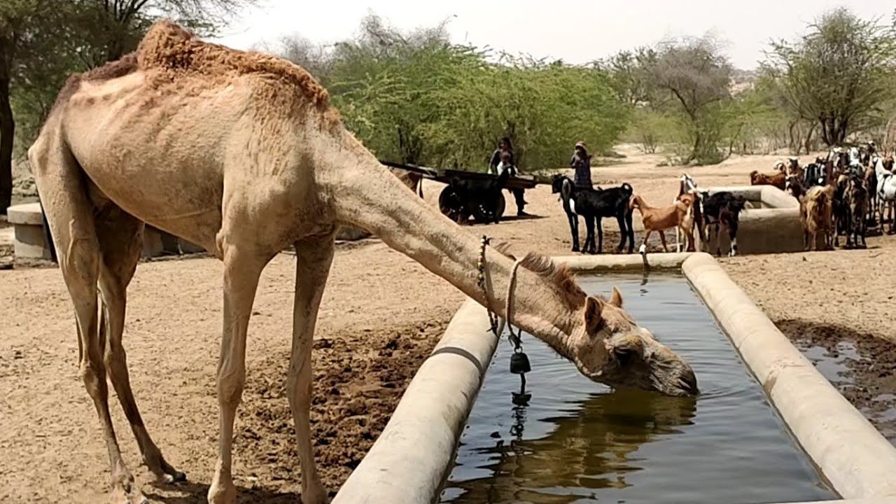 Thirsty camel on water tank in hot weather