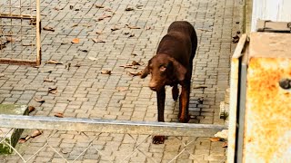 Doberman Obedience