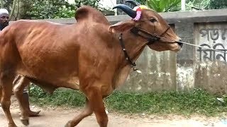 Big Cow In Bangladesh Qurbari Cow Haat Cow Bazar Bd -Aniaml Zone