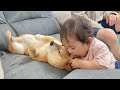 0歳児に食べられてもされるがままの豆柴が優しすぎました...