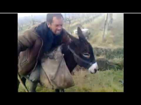 მე და ჩემი ვირი