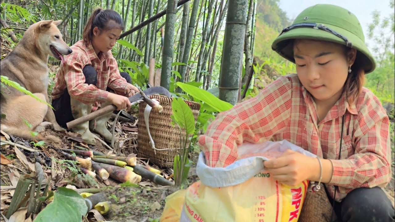 The process of exploiting wild honey for breeding episode 13, fertilize corn -ha thi muon