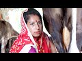 Beautiful Young Lady Milking a Cow By Hand । Channel 96  Episode- 152