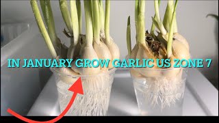 Growing Garlic in Winter US Zone 7 | Trick to grow fast roots of garlic soak them in water |