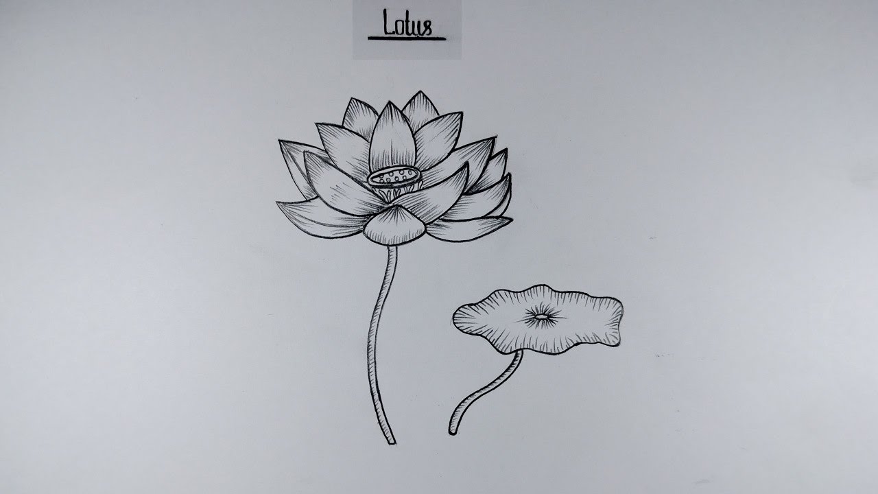 Lotus Flower Drawing: Easy Simple And Beautiful Drawing Of Lotus Flower