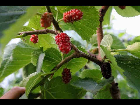 Video: Morušovník černý nebo moruše