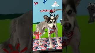 Warning - Never Shave Your Mini Husky Pomsky