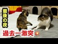 【最後の夜】一緒に寝ようとしたら…先住猫と保護子猫の過去一激しいバトルが勃発しました