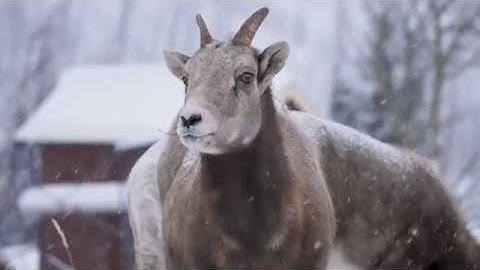 A #BucketlistAB look at Waterton National Park Alberta