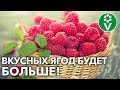 5 СЕКРЕТОВ СУПЕРУРОЖАЯ МАЛИНЫ! Как ухаживать за малиной в период созревания ягод