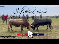 ورزا جنگ نبرد و جدال گاو جنگی خون خار خوار بالی ناز مجیدقصاب نبرد و جنگ گاوهای جنگی شمال 