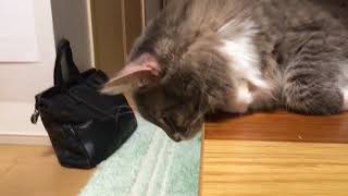 どんぐりで秋を感じる猫 ノルウェージャンフォレストキャットA cat that feels autumn.Norwegian Forest Cat.
