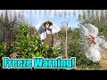 A Freeze Is Coming And My Fruit Trees Are Blooming | Should I Be Worried? What Can I Do? (Part 1)
