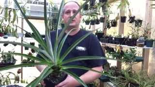 PINEAPPLE UPDATE: REPOTTING LARGE PINEAPLLE /GROW A PINEAPPLE PLANT FOR FREE: