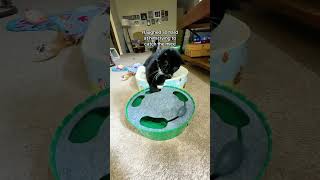 I got this Pawaboo 4 Holes Whack-a-mole electric cat toy for my cat, and I swear, l've never seen