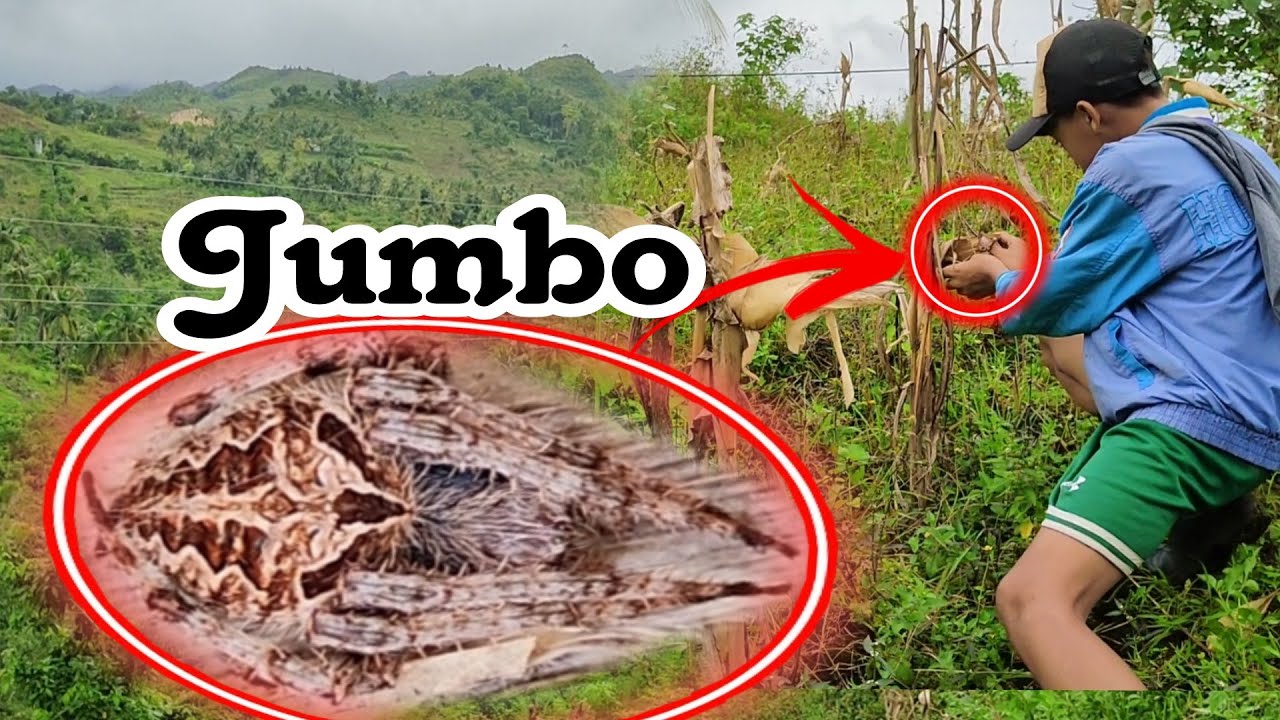 Spider Hunting / TIGRE / JUMBO Nakita ni dong Dexter....