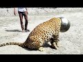Animals That Asked People for Help In Hindi/Urdu |  Most Painful Animal Rescued .