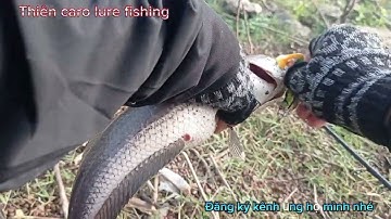 câu cá lóc đập sông ray bằng mồi giả. cá mềm nhái hơi