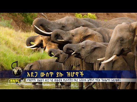 ቪዲዮ: ዝሆኖች የሚረገዙት እስከ መቼ ነው እና ዘራቸውን እንዴት ይንከባከባሉ?