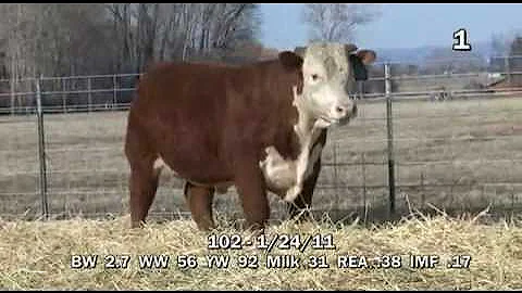 H5 752 Domino 102 - Lot 1