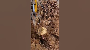Tree digger cleaning stump process- Good tools and machinery make work easy