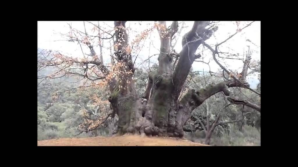 Castaño Santo, Holy Chestnut, Istán, Sierra de las Nieves (Málaga ...