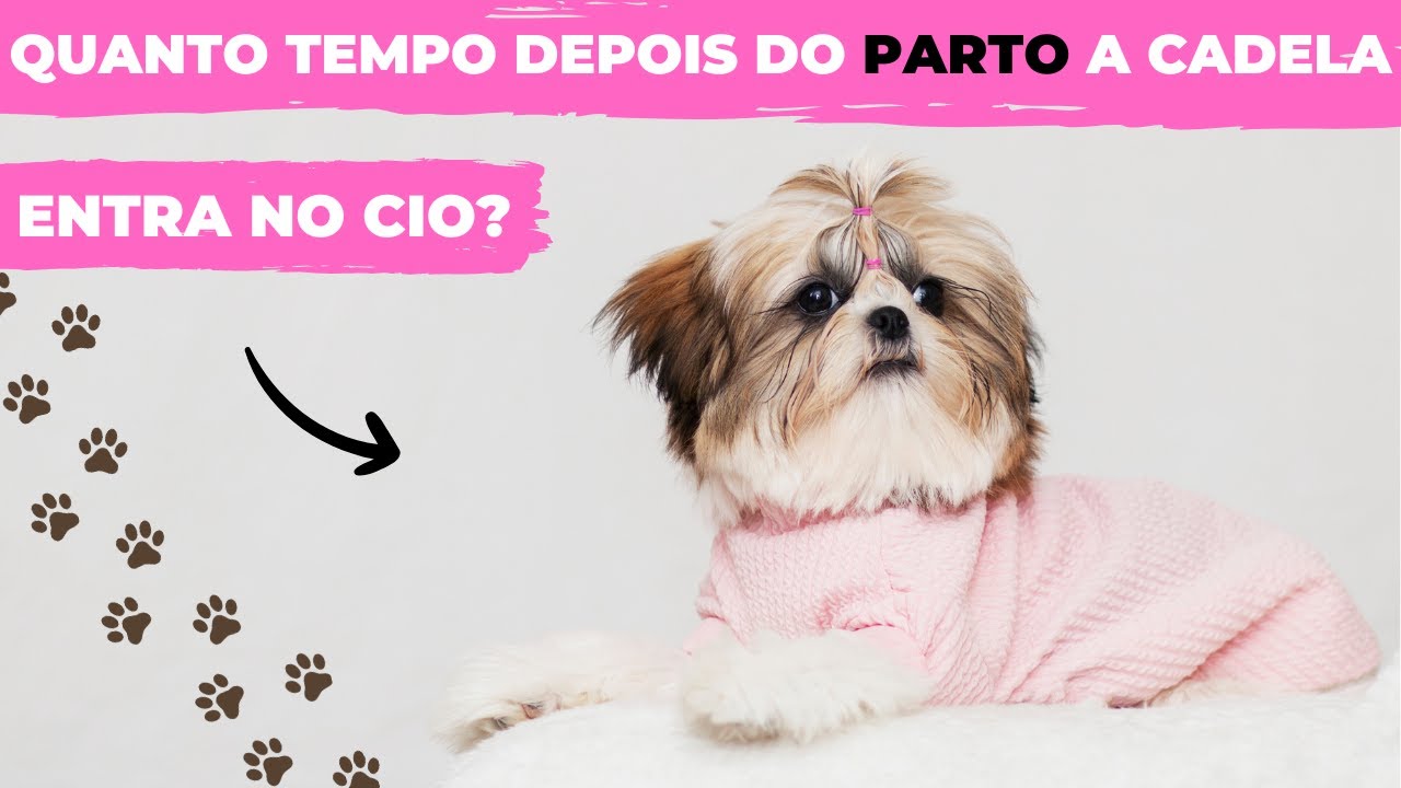 QUANTO TEMPO DEPOIS DO PARTO A CADELA ENTRA NO CIO? - YouTube