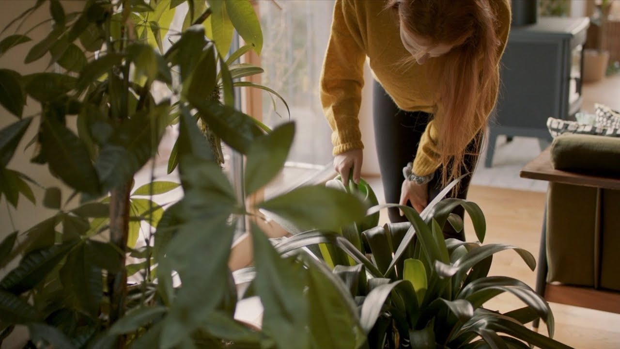 How to Keep Your Plants Happy While You Vacation - YouTube