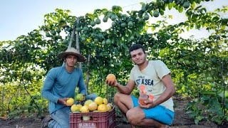 nosso plantio de maracujá/ primeira colheita