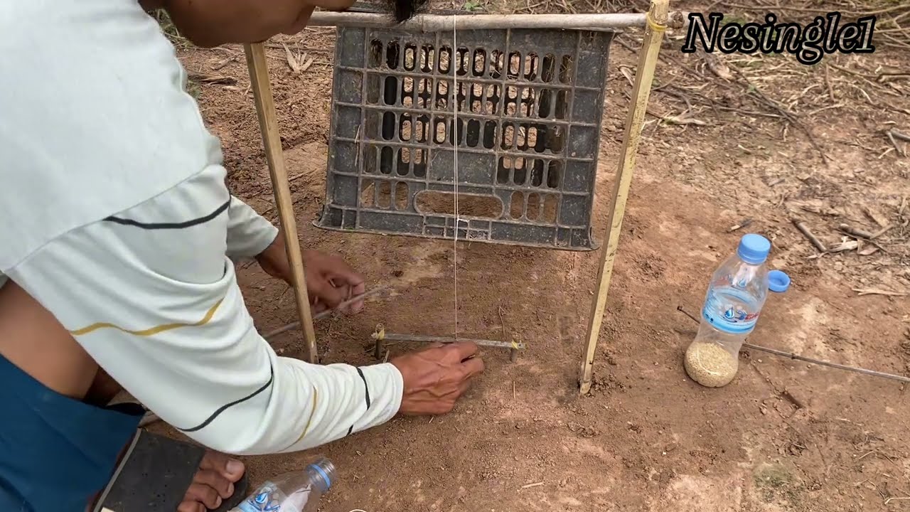 Amazing Free day Learn to trap animals easily