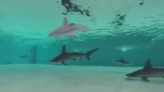 망치 상어 (헤머해드상어) screenshot 3