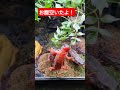 【イモリ】オキナワシリケンイモリ#苔テラリウム