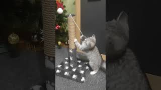 Подарок на Новый год Игрушки для кошек Когтеточка для кошек Веселые коты #catlife #catlove #kitten
