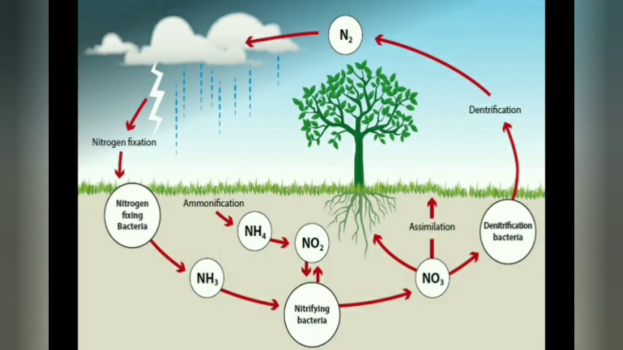 Soil Microbiology-Nitrogen cycle 