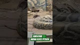 Indian Rock python snake | indian Rock python rescue | Indian Rock python | #snake #shorts #wildlife