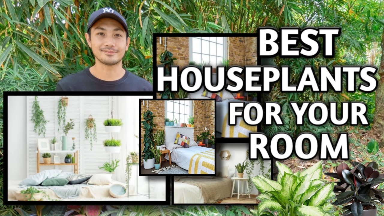 BEST HOUSEPLANTS TO PLACE IN YOUR BEDROOM AND THEIR BENEFITS YouTube