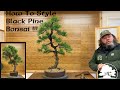 Greenwood Bonsai - How to style Black Pine Bonsai