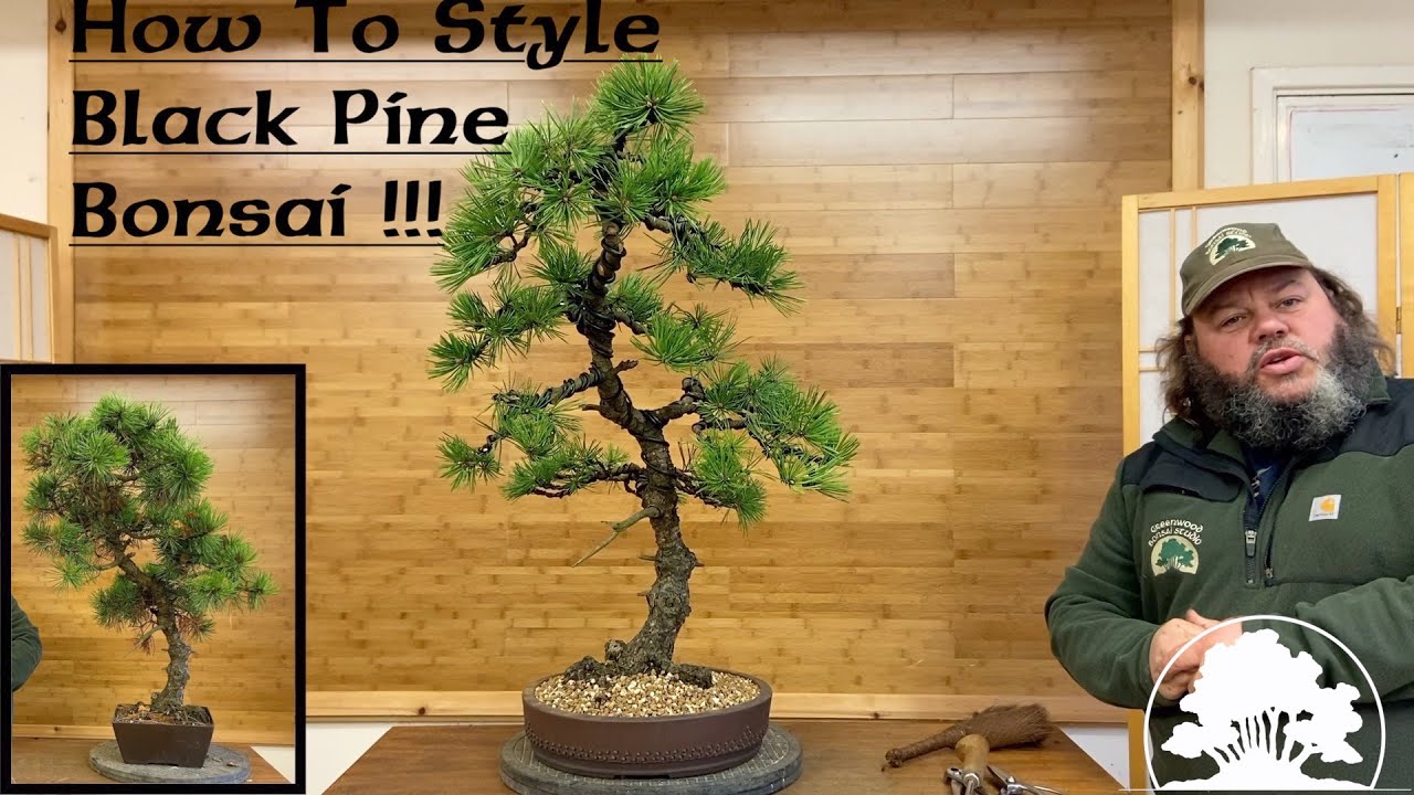 How to style Black Pine Bonsai Greenwood Bonsai YouTube