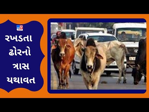 A 79 year old man in Vadodara was injured after being hit by Stray Cattle | TV9GujaratiNews