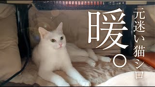 Former stray cat experiences kotatsu for the first time.