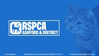 RSPCA Ashford - Cattery Promotional Video - Work Experience