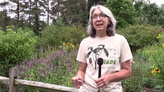 Native Plants