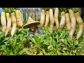 鄉村自製蘿蔔乾，4天就能吃，鹹香脆爽，存放越久味道越香｜Grandma makes fresh dried radish every year｜Chinese Food  广西 美食｜ 玉林阿婆