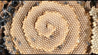 Download Lagu 91. De Wachttorens openen - Commentaar van ItsAllinTheEgg MP3