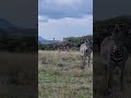 Samburu 2 Of Special 5 Samburu Tour Explore Travel Adventure Explorepage Kenya Travelvlog 